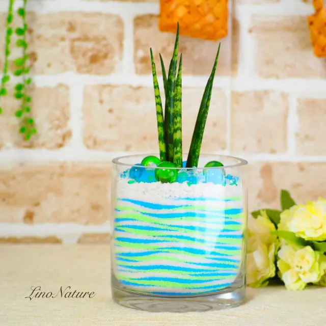【植物を枯らさないコツ😎】  LinoNature(リノなちゅーる)の
さゆみです😊  6月になりましたね💜
アジサイが綺麗な季節✨
　
その辺歩いているだけでも
いろんな色のアジサイが咲き始めているので  「こっちは水色…」
　
「こっちはピンク」  「ここは紫！」
　
と心の中で思いながら
つぼみから花を咲かせていく工程を
毎日楽しんで見てます😋  可愛いとうちのベランダにも欲しいなって
思うんですけど
ベランダだと絶対水をやり忘れて
枯らしちゃう人なので😂
　
人様が育てているアジサイを
見て楽しもうと思ってます🤣  　
そんな水やりを忘れて
植物を枯らしちゃう私ではありますが、  家の中で育てるぶんには
ほとんど植物を枯らしません(ΦωΦ)✨  なぜかって？  毎日視界に入るからです🤣
　
　
視界に入ると
植物の変化に気が付きやすいんですよね。  「そういえば水やりそろそろかも」
　
って思い出すので
我が家の家の中にある植物は
一向に枯れる気配がありません( ⁼̴̀꒳⁼̴́ )✧←ドヤるな  植物を枯らしたくなければ
毎日視界に入る場所に置く♡  視界に入る場所に置くなら
視界に入るたびに嬉しくなる見た目の植物を置く♡  植物がお部屋にあるだけで
なぜかオシャレな空間が演出できて  それだけでも癒やし💖  本棚にも置けちゃうのが
グラスサンドアートの可愛いところ🥰
　
　
自分用にも
贈り物にも💝  自分で作ってみたい方は
動画をマネするだけで可愛いグラスサンドアートが
作れちゃう
グラスサンドアート入門講座を無料でやっているので
ぜひ挑戦してみてくださいませ💕
↑
グラスサンドアートの手作りキットプレゼント付き😎✨  入門講座(無料)の詳細は
プロフ欄のURLをタップしてください😊  「📩メールバージョン」と「🟢LINEバージョン」の
2つをご用意してます♡  ↓↓↓
@linonature_glass_sandart 
.
.  #グラスサンドアート
#カラーサンド
#サンドアート
#グラスサンドアート講座
#オンライン講座  生徒さんたちのグラスサンドアート練習作品や
制作スタッフ作品は
こちらのアカウントにて☆
↓↓↓
@linonature_sayumi
